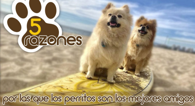 razones-amigos-perritos-mejores